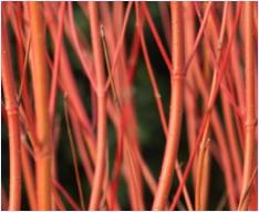 Cornus sericea 'Cardinal'