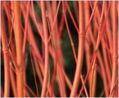 Cornus sericea 'Cardinal'