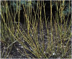 Cornus sericea 'Flaviramea' Cambridge botanical garden2