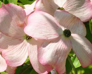 CornusStellarPinkvnn