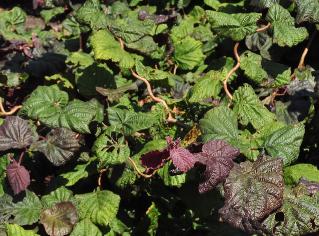 Corylus avellana 'Red Majestic' vn