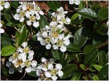 Cotoneasterdammeribloeiwijze