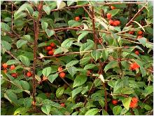 CotoneasterFranchetii1