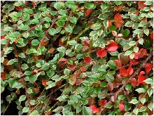 CotoneasterhorizontalisVariegatuscloseup