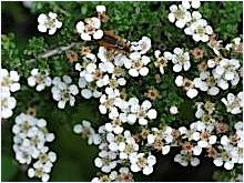 Cotoneastermicrophyllusbloeiwijze