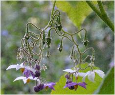 cyphomandracorymbifloravruchtenVN