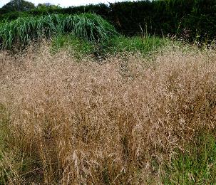 DeschampsiacespitosaGoldschleier