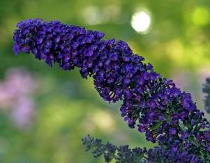 Buddleja davidii 'Empire blue'