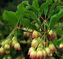 Enkianthus campanulatus