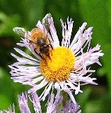 Erigeronspeciosusbloemenbijenvnn