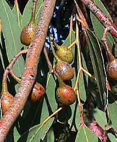 Eucalyptus vruchten