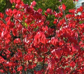 Euonymusalatuskardinaalshoedherfstkleur2