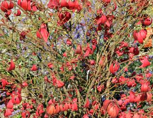 Euonymusalatuskardinaalshoedherfstkleureindsept