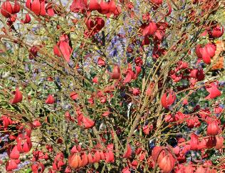 Euonymusalatuskardinaalshoedherfstkleureindsept