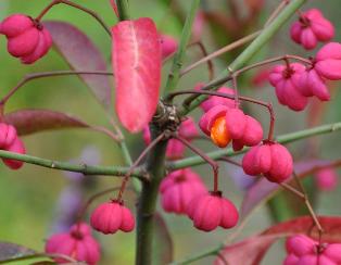 EuonymuseuropaeusRedCascadeokt