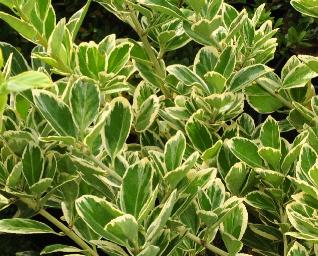 EuonymusjaponicusPresidentGauthier