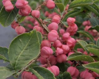 Euonymusphellomanus