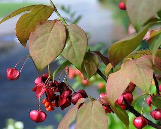 EuonymusPlanipes4septVNNN