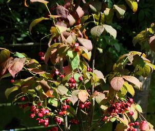 EuonymusPlanipes4sept4