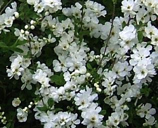 ExochordamacranthaTheBride