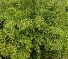 Fargesia murieleae 'Rufa' 