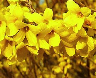 Forsythiaintweekend