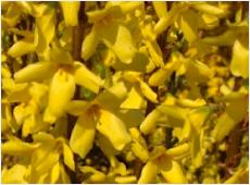 Forsythia 'Melee d'Or'