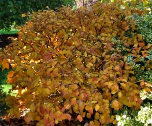 Fothergilla major herfstkleuren vn