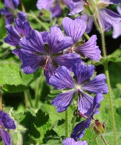 Geranium 'Philippe Vapelle' closeup 