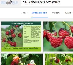 GoogleafbeeldingenRubusidaeuszefaherbsternte