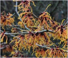 Hamamelis x intermedia 'Jelena'flowers