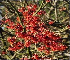 Hamamelis x intermedia 'Jelena'flowers