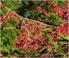 Hamamelis x intermedia 'Jelena'flowers