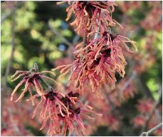 Hamamelis_x_intermedia_'Böhlje's Feuerzauber'_flowers_vn