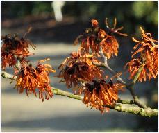 Hamamelis_x_intermedia_'Böhlje's Feuerzauber'_flowers_vn