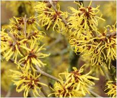 Hamamelis_x_intermedia_'Böhlje's Feuerzauber'_flowers_vn