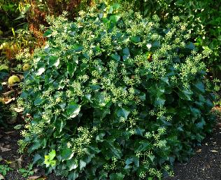 Hederahelixarborescens