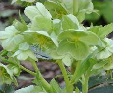 HelleborusARgutifoliusbijvijverVN