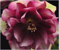 HelleborusorientalisDoubleFlowerRed