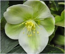 HelleborusWhiteBeauty