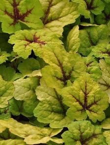 Heuchera 'Stoplight'