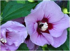 HibiscussyriacusPinkGiantbloemencloseupbijenplant