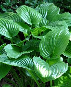 Hosta plantaginea 'Grandiflora' 