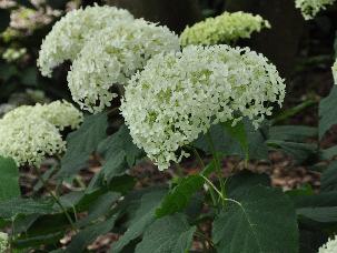 HydrangeaarborescensAnnabelleVN