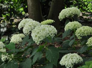 HydrangeaarborescensAnnabelleVN