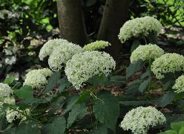 HydrangeaarborescensAnnabelleVN