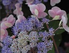 HydrangeaasperaHotChocolate