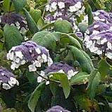 hydrangeaasperaMacrophylladdon