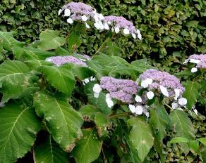 Hydrangeaasperasargentiana1