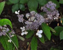 HydrangeaasperaTheDitchyoungshrub